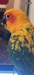 Lost Male Bird last seen Sylvan & Longridge, Los Angeles, CA 91401