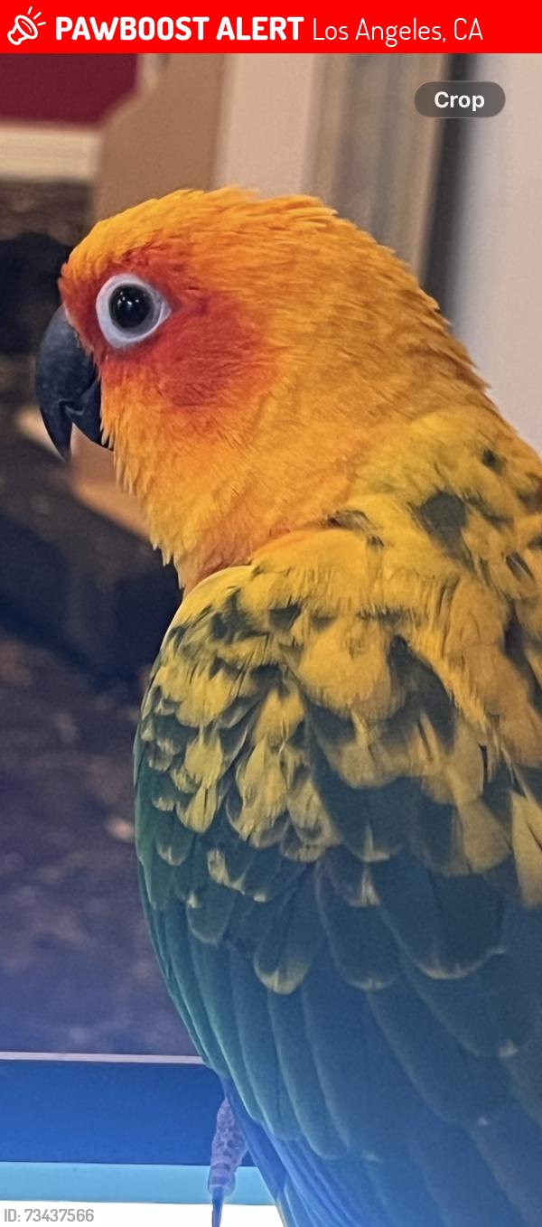 Lost Male Bird last seen Sylvan & Longridge, Los Angeles, CA 91401