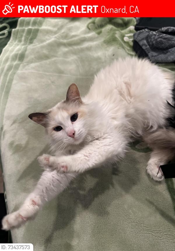 Lost Female Cat last seen Roland way, Oxnard, CA 93033