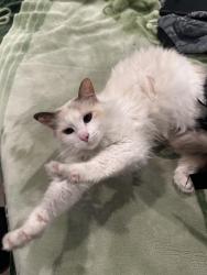 Lost Female Cat last seen Roland way, Oxnard, CA 93033