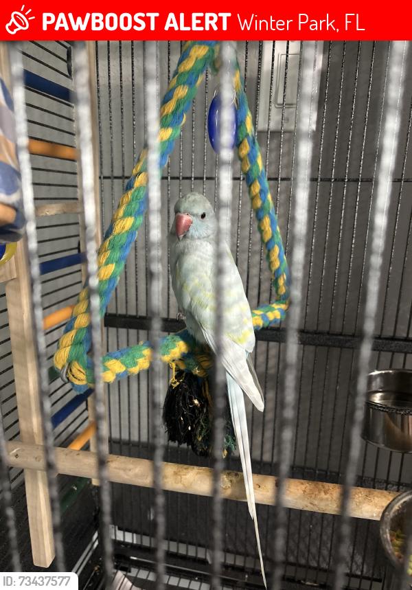 Lost Male Bird last seen Dike rd, Winter Park, FL 32792