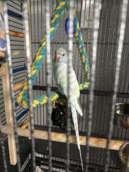 Lost Male Bird last seen Dike rd, Winter Park, FL 32792