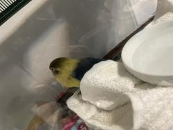 Found/Stray Unknown Bird last seen Valley Blvd, Near Shirpser School, El Monte, CA 91731