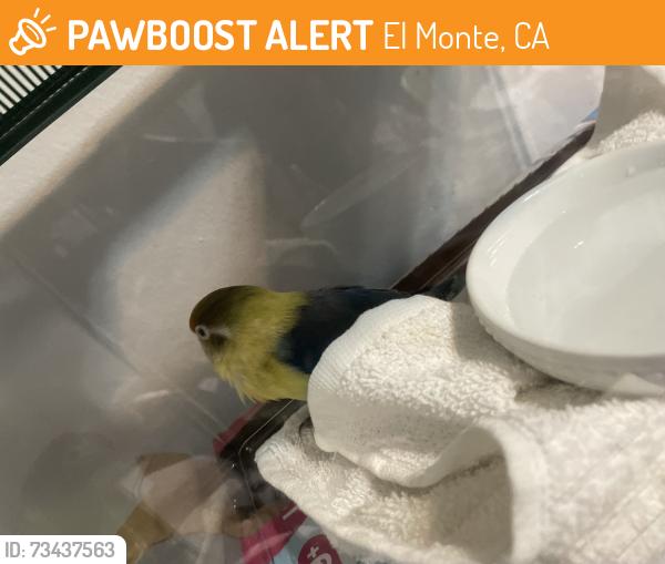 Found/Stray Unknown Bird last seen Valley Blvd, Near Shirpser School, El Monte, CA 91731