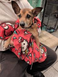 Reunited Male Dog last seen Broadway St in Alameda, Alameda, CA 94501