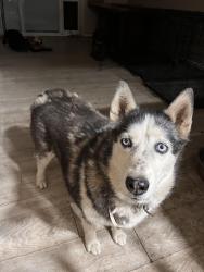 Found/Stray Female Dog last seen Southern breeze dr and Akers, Bakersfield, CA 93313