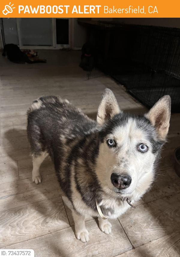 Found/Stray Female Dog last seen Southern breeze dr and Akers, Bakersfield, CA 93313