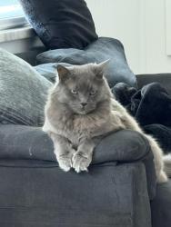 Reunited Male Cat last seen Henry ave, Tampa, FL 33614