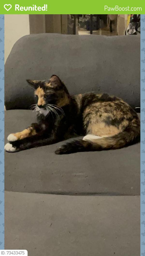 Reunited Female Cat last seen N Kedvale Ave and W Cortland Street, Chicago, IL 60639
