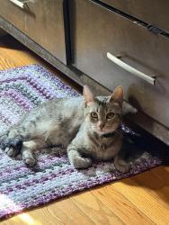 Reunited Female Cat last seen Stamford Police Headquarters, Stamford, CT 06905