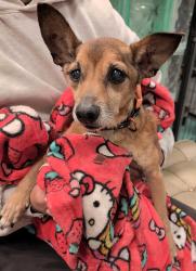 Reunited Male Dog last seen Broadway St, Alameda, CA 94501