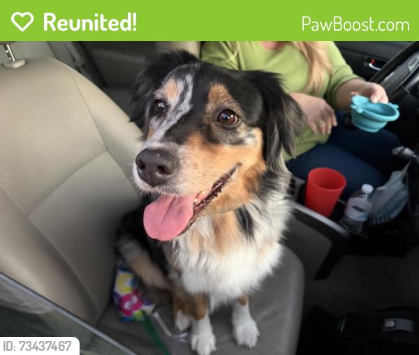 Reunited Female Dog last seen Los Pinos & Malory, San Jose, CA 95123