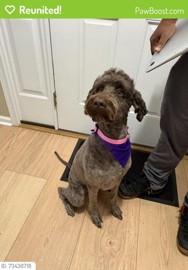 Reunited Female Dog last seen blackberry lane Hampton Va 23669, Hampton, VA 23669