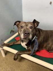 Reunited Unknown Dog last seen Highland hosp, Oakland, CA 94602