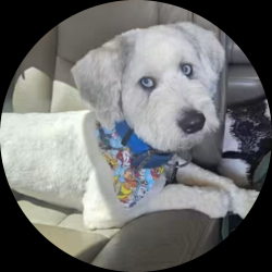 Lost Male Dog last seen 19th and inler or 4th and inler, Lubbock, TX 79416