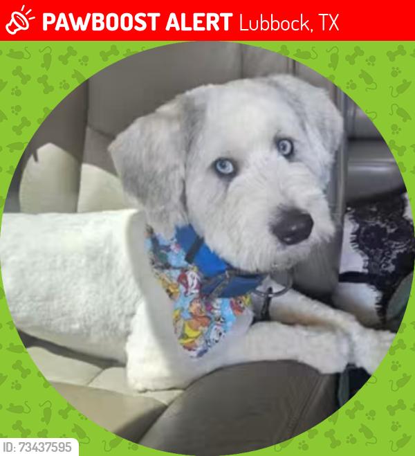 Lost Male Dog last seen 19th and inler or 4th and inler, Lubbock, TX 79416