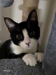 Lost Female Cat last seen Stratford Hills apmts, Richmond, VA 23225