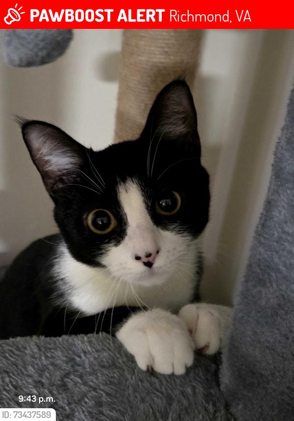Lost Female Cat last seen Stratford Hills apmts, Richmond, VA 23225