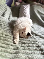 Reunited Male Cat last seen Beddington Heights, Calgary, AB 