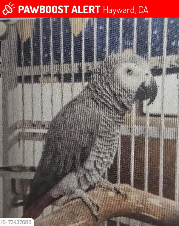 Lost Male Bird last seen Central ave, Hayward, CA 94544