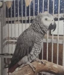 Lost Male Bird last seen Central ave, Hayward, CA 94544