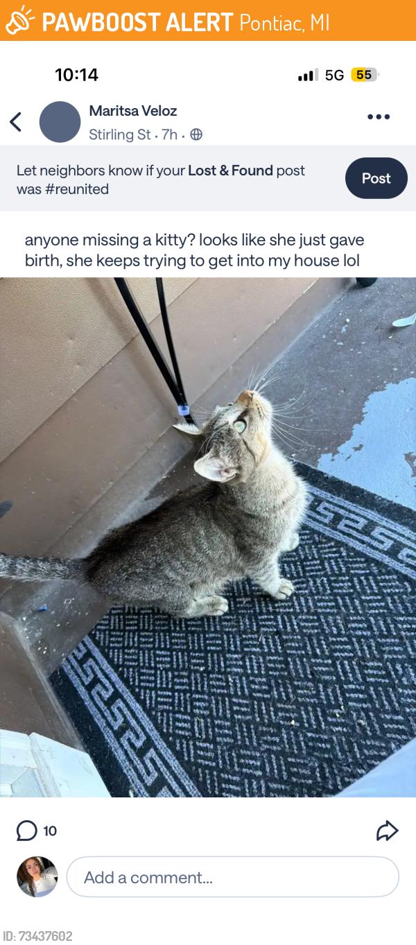 Found/Stray Female Cat last seen melrose off university, Pontiac, MI 48340