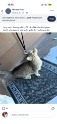 Found/Stray Female Cat last seen melrose off university, Pontiac, MI 48340