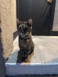 Found/Stray Unknown Cat last seen NE Wygant St, Portland, OR 97211