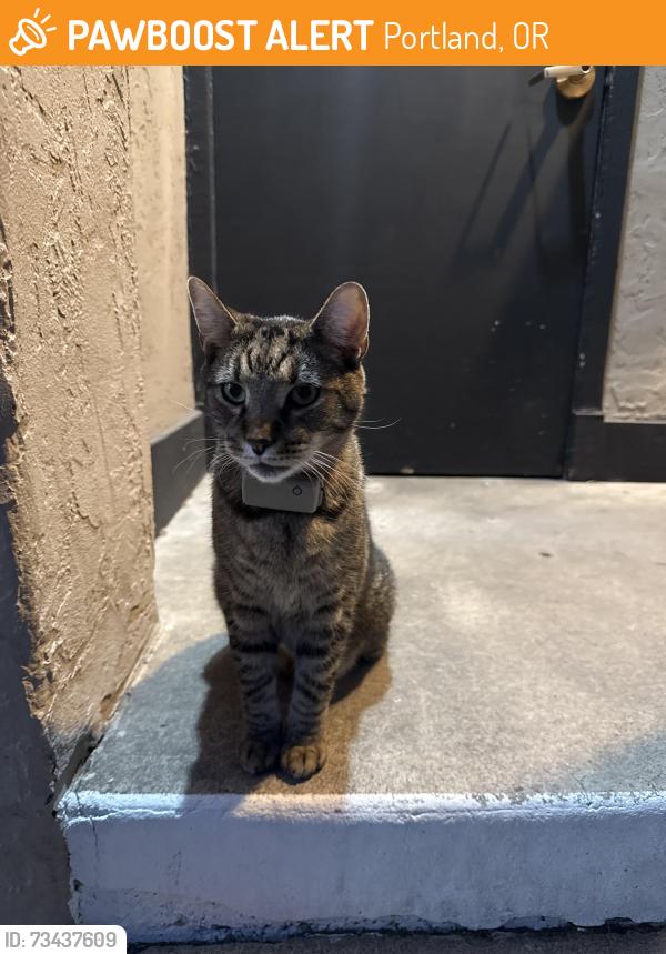 Found/Stray Unknown Cat last seen NE Wygant St, Portland, OR 97211