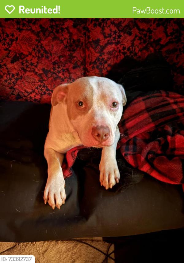 Reunited Male Dog last seen Salem Rd., Conyers, GA 30013