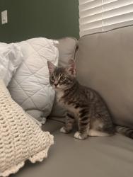 Reunited Male Cat last seen Near Bel Canto Dr, San Jose, CA 95124, USA, San Jose, CA 95124