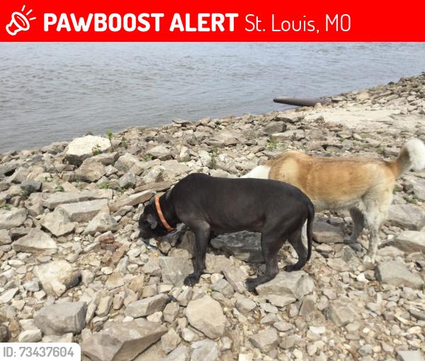 Lost Male Dog last seen St Louis place park, St. Louis, MO 63107