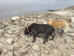 Lost Male Dog last seen St Louis place park, St. Louis, MO 63107