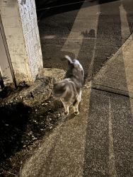 Found/Stray Unknown Cat last seen Alder and Brooks, Keizer, OR 97303