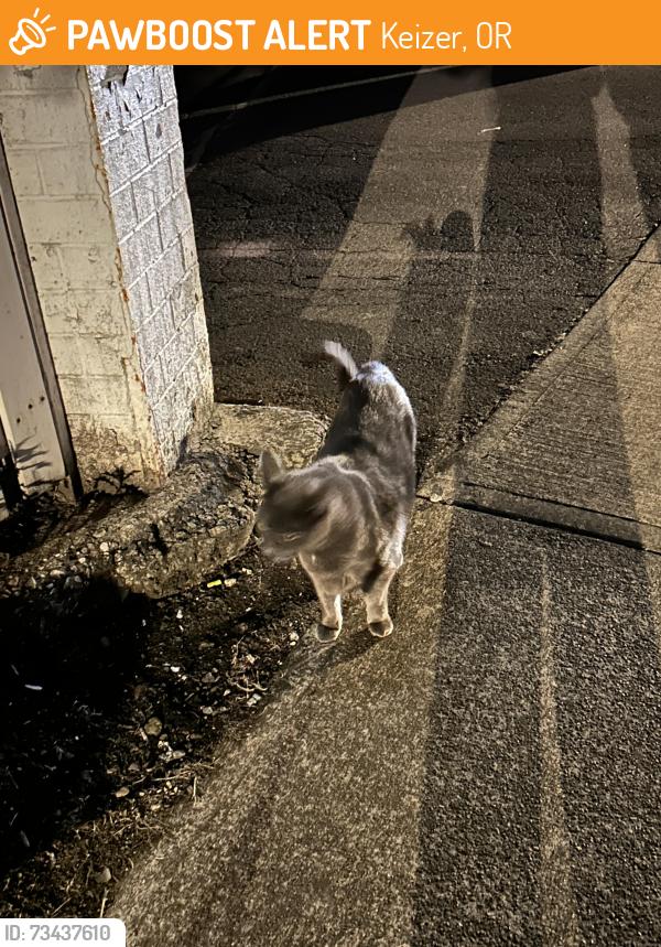 Found/Stray Unknown Cat last seen Alder and Brooks, Keizer, OR 97303