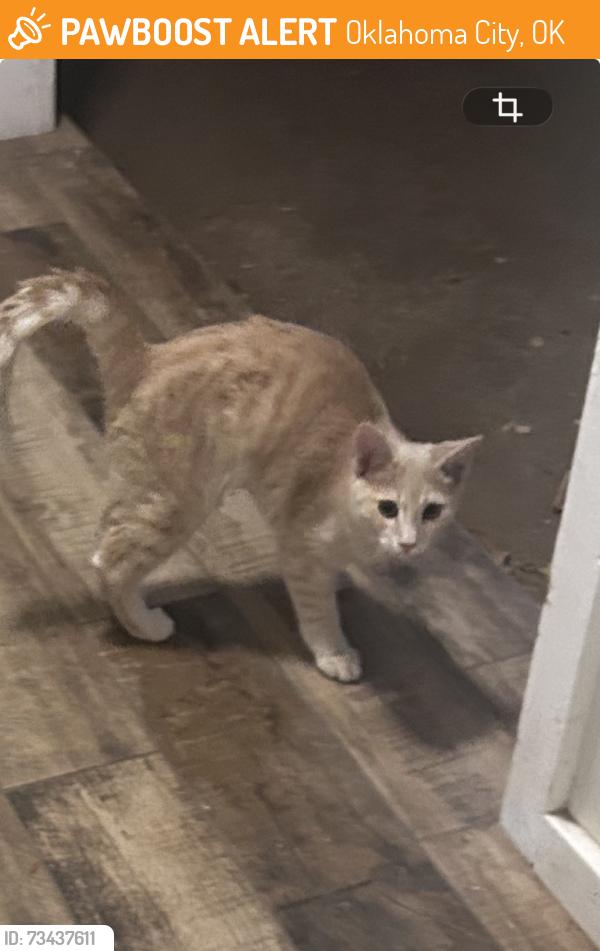 Found/Stray Unknown Cat last seen SW 69th St & Walker Oklahoma city, Ok 73139, Oklahoma City, OK 73169