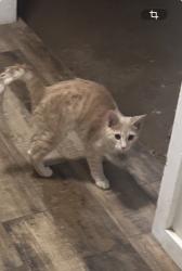 Found/Stray Unknown Cat last seen SW 69th St & Walker Oklahoma city, Ok 73139, Oklahoma City, OK 73169