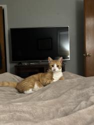 Reunited Male Cat last seen Where Mills Avenue veers into Marue Drive. Behind the CVS, Greenville, SC 29605