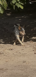 Found/Stray Male Dog last seen N. Daubenberger, Turlock, CA 95381