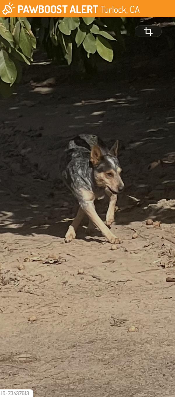 Found/Stray Male Dog last seen N. Daubenberger, Turlock, CA 95381