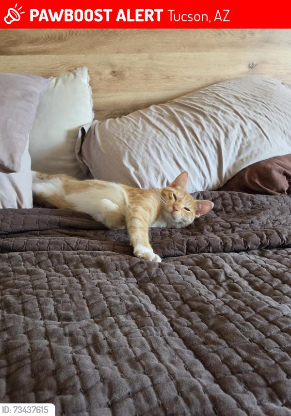 Lost Male Cat last seen La Cienega Dr and Essel, Tucson, AZ 85715