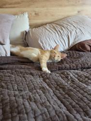 Lost Male Cat last seen La Cienega Dr and Essel, Tucson, AZ 85715