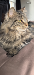 Lost Female Cat last seen Edge-o-Lake Drive, Nashville, TN 37013