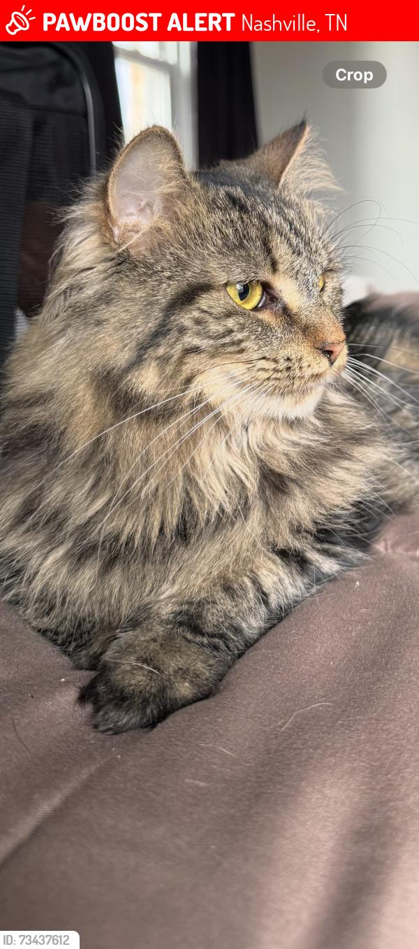 Lost Female Cat last seen Edge-o-Lake Drive, Nashville, TN 37013