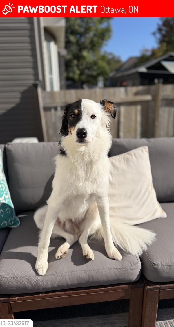 Lost Male Dog last seen Bank street, Ottawa, ON 