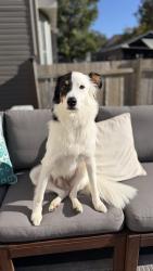 Lost Male Dog last seen Bank street, Ottawa, ON 