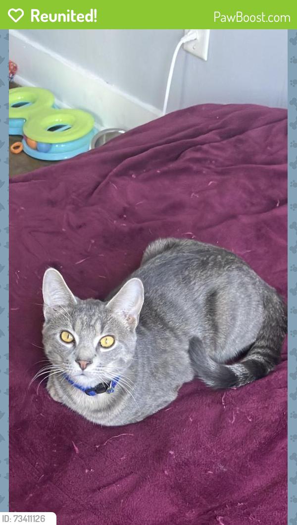 Reunited Male Cat last seen Crown Beach, Alameda, CA 94501