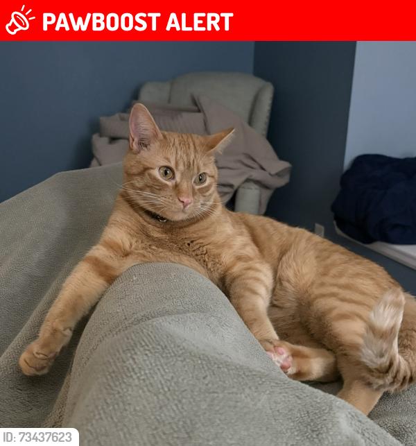 Lost Male Cat last seen Ridge Glenn and woodland drive, Highlands Ranch, CO 80126