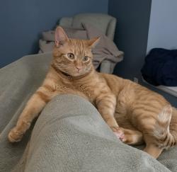 Lost Male Cat last seen Ridge Glenn and woodland drive, Highlands Ranch, CO 80126