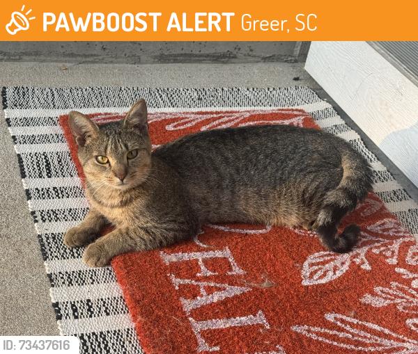 Found/Stray Male Cat last seen Cosmos Ln, Cosmic Ct, McElrath Rd, Greer, SC 29651